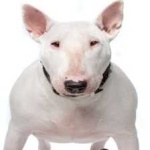 image of bull_terrier #33