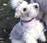 image of wire_haired_fox_terrier #21