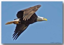 image of bald_eagle