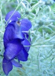 image of flower