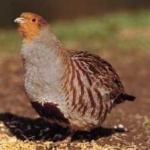image of bird