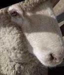 image of animal