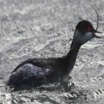 image of bird