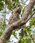 image of potoo