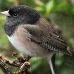 image of bird