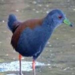 image of bird