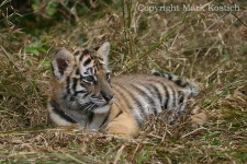 image of tiger
