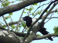 image of magpie
