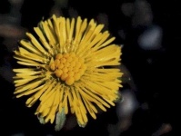 image of flower