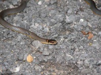 image of ringneck_snake #14