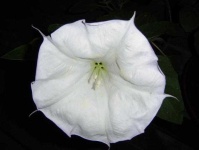image of flower