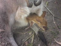 image of wallaby