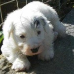 image of sealyham_terrier