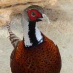 image of bird