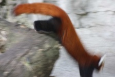 image of animal