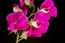 image of flower