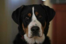 image of greater_swiss_mountain_dog