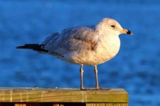 image of seagull