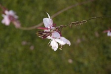 image of flower