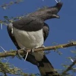 image of bird