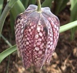 image of flower