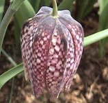 image of fritillary #24