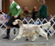 image of english_setter