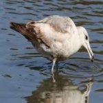 image of bird