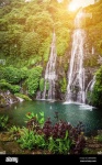 image of tropical_forest