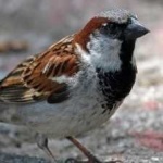 image of bird