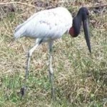 image of bird
