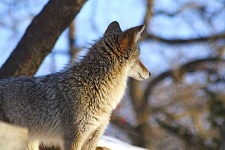 image of coyote
