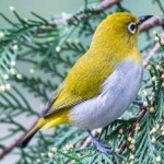 image of bird