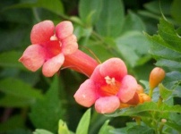 image of flower