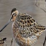 image of bird