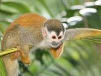 image of titi