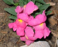 image of flower