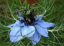 image of flower