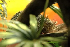 image of porcupine