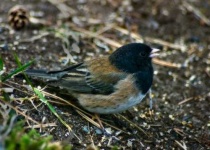 image of junco