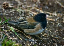 image of junco #4