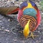 image of golden_pheasant #27