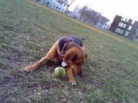 image of tennis_ball
