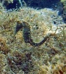 image of sea_horse