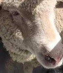 image of animal