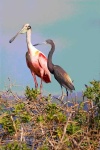 image of spoonbill