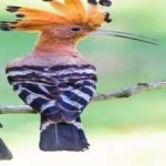 image of bird