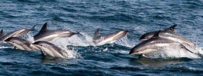 image of animal
