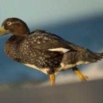 image of bird