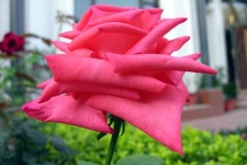 image of flower